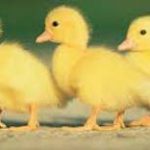 ducks-in-a-row-cropped-150×150