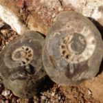 ammonite 1